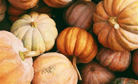 Zucca autunnale intera e a fette