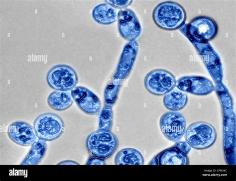 Illustrazione microscopica di Candida albicans