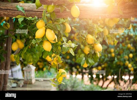 Limoni della Costiera Amalfitana su un albero
