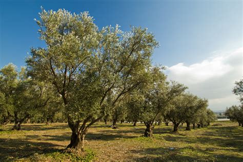 Albero di olivo con olive mature
