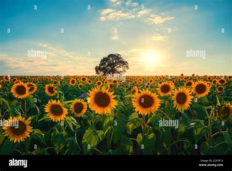 Campo di girasoli in fiore