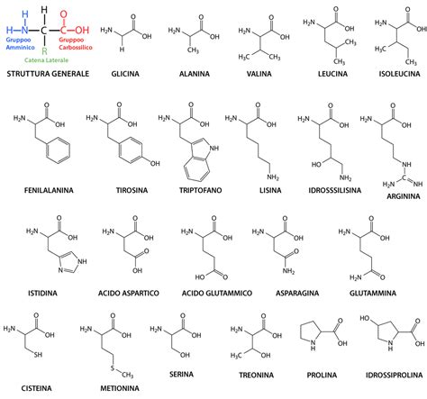 Diagramma che illustra la struttura degli amminoacidi e la loro unione in catene proteiche