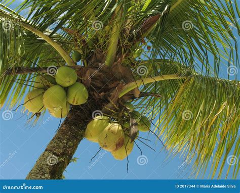 Albero di cocco e noci di cocco