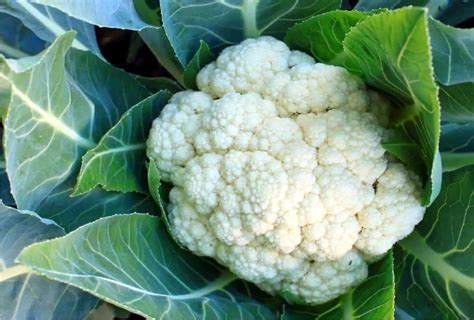 Cavolfiore intero con foglie