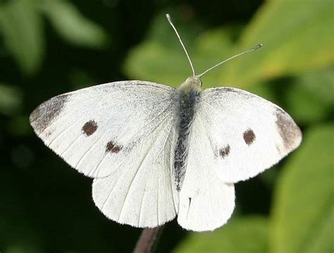 farfalla cavolaia