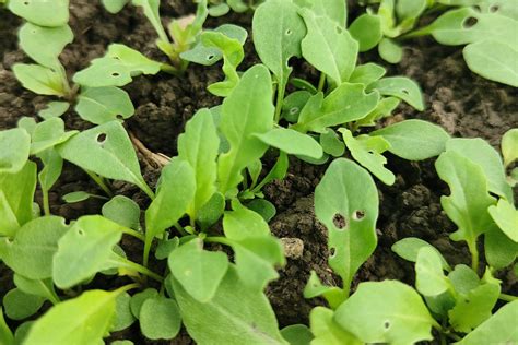 foglie di cavolfiore con danni da altica