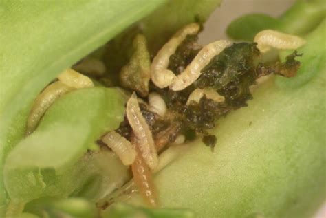 larve di cecidomia su gemma di cavolo