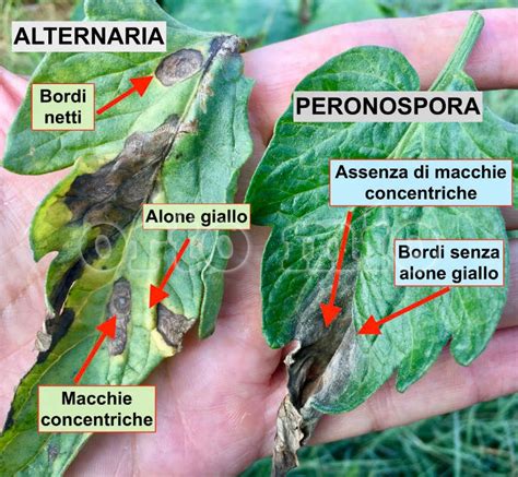 foglie di cavolfiore con sintomi di peronospora