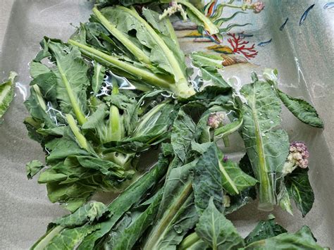 foglie di cavolfiore con alternariosi