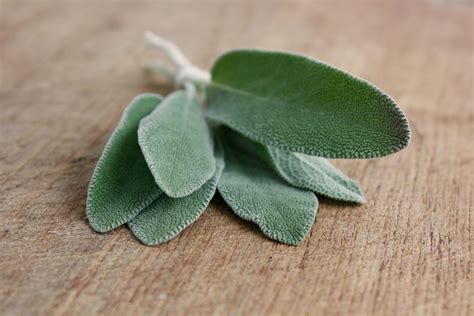Foglie di salvia fresche