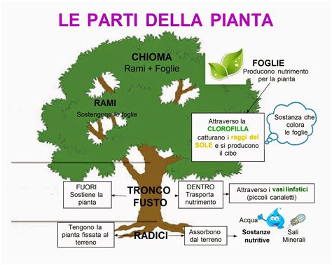Diagramma delle parti di una pianta di aglio e cipolla