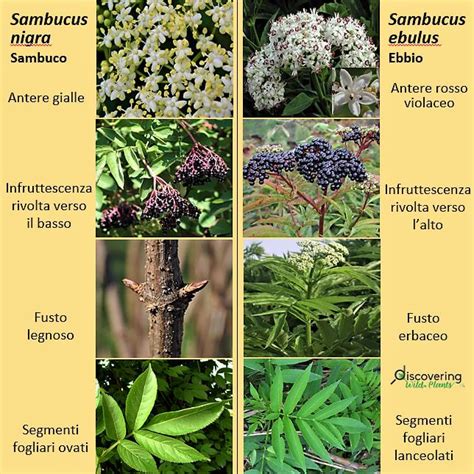 Confronto visivo tra Sambucus nigra (commestibile) e Sambucus ebulus (non commestibile)