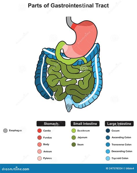 Diagramma del tratto gastrointestinale umano con evidenziate le aree interessate dalla diarrea