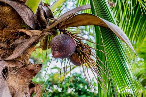 Albero di cocco e zucchero di cocco