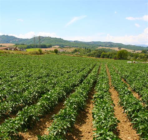 Campo di peperoni rossi in Basilicata