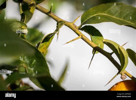 Albero di limone con spine