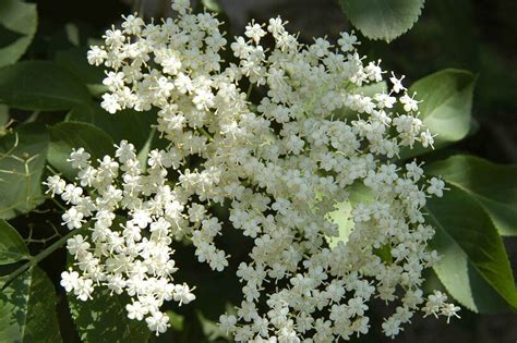 Fiori di sambuco in un prato