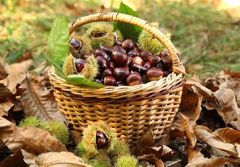 Autunno e castagne