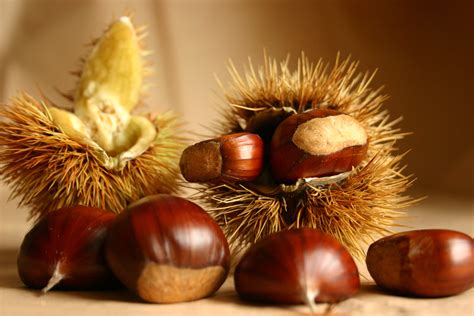 Riccio di castagne con castagne