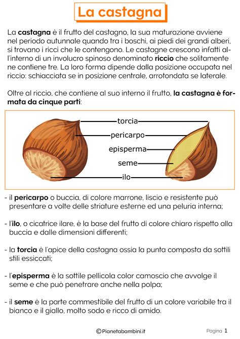 Schema delle parti della castagna