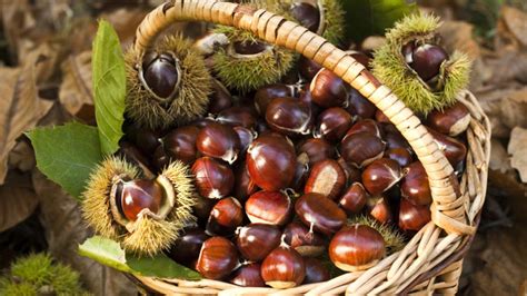 Fogli di castagno con castagne