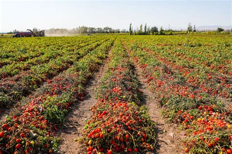 Campo di pomodori maturi con una forma allungata.
