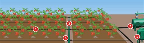 Schema con le distanze di impianto ideali per i pomodori.