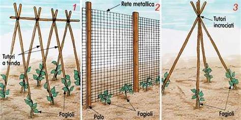 Schema di una struttura di sostegno a canne verticali per pomodori indeterminati.