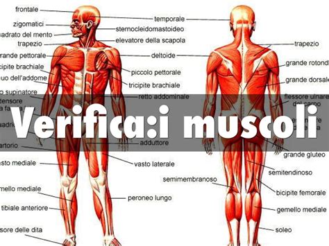 Immagine scheletrica con muscoli evidenziati