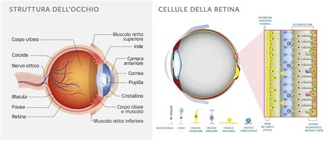 Diagramma che mostra la struttura di un biscotto occhio di bue