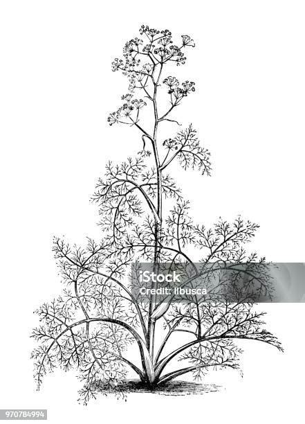 illustrazione antica di finocchio e serpenti