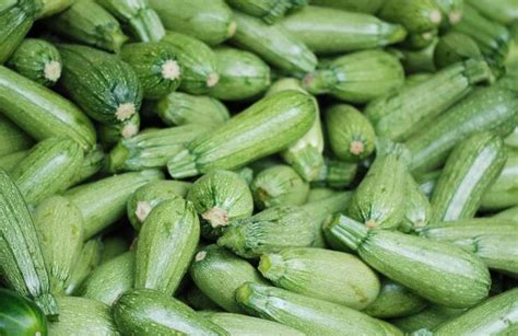 Zucchine fresche appena raccolte dall'orto
