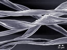 Micrografia di fibre tessili di cotone