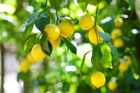 limoni freschi su un albero