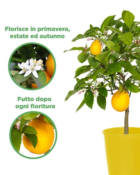 Pianta di Limone Meyer in fiore