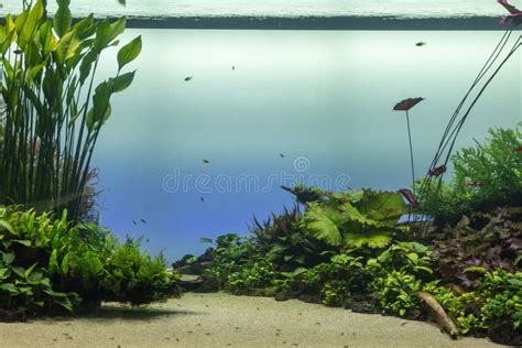 Acquario tropicale d'acqua dolce ben allestito