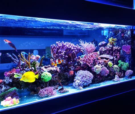 Schema di posizionamento ideale per un acquario