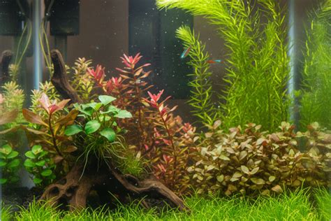 Varietà di piante acquatiche rigogliose in un acquario