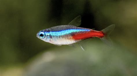 Guppy colorati che nuotano in un acquario
