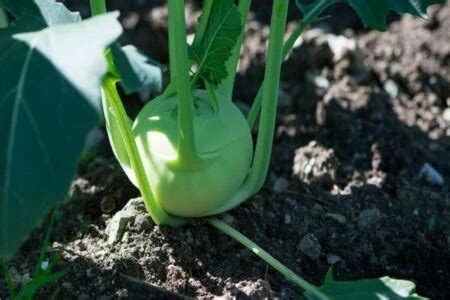 Semina cavolo rapa in semenzaio