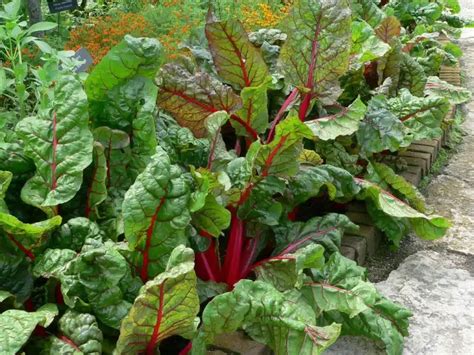 Bietole miste in un orto