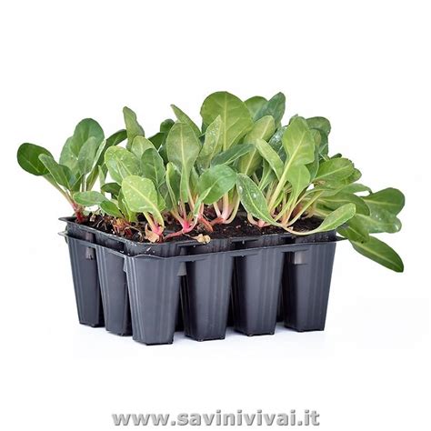 Schema di distanziamento per le piantine di bietola