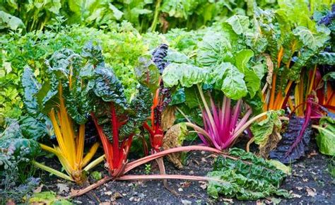 Diverse varietà di bietole pronte per la raccolta