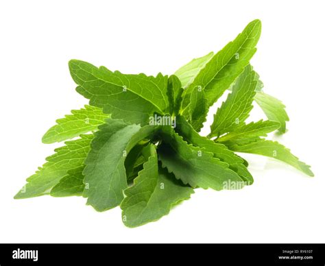 Foglie di Stevia