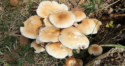 Funghi pioppini freschi raccolti in un bosco autunnale