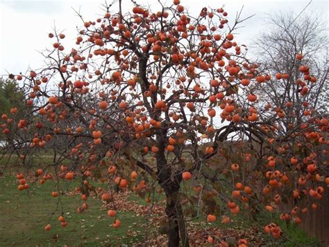 Albero di cachi mela in un frutteto