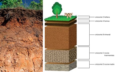 Sezione trasversale di un terreno ben drenato