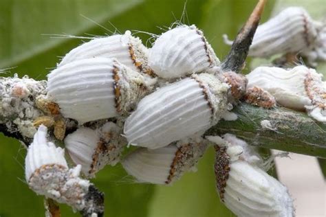 Immagine di cocciniglie su un ramo
