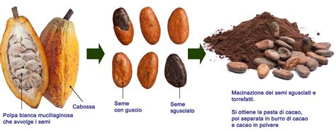 Apertura di una cabossa di cacao per estrarre le fave