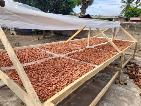 Fave di cacao che essiccano al sole su grandi teli